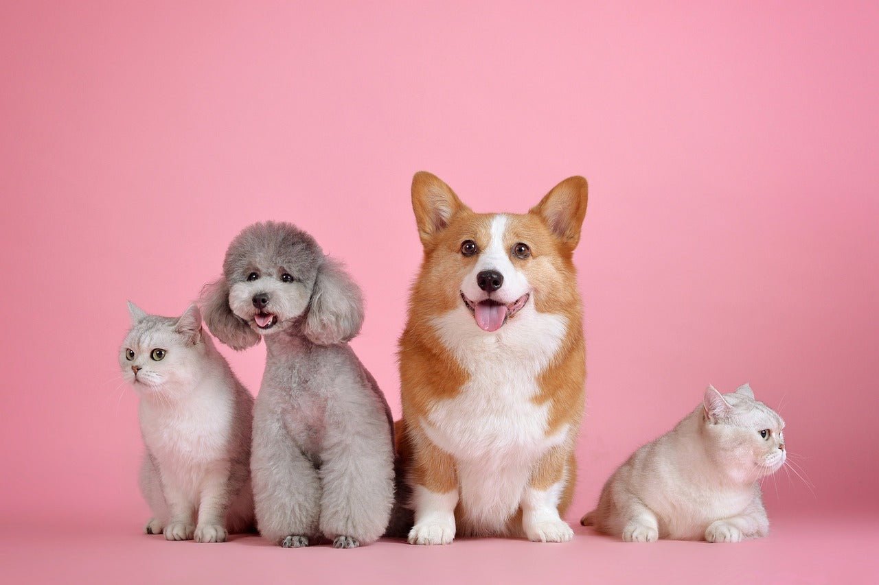 Quelles sont les marques de cosmétiques qui effectuent leurs tests sur les animaux ? - Lizahbox